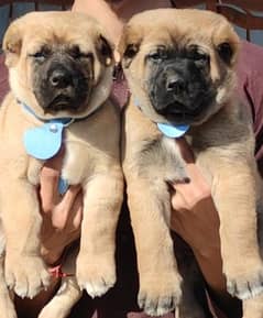 Kurdish kangal dog 0