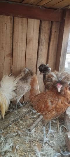 Polish Hens availqble