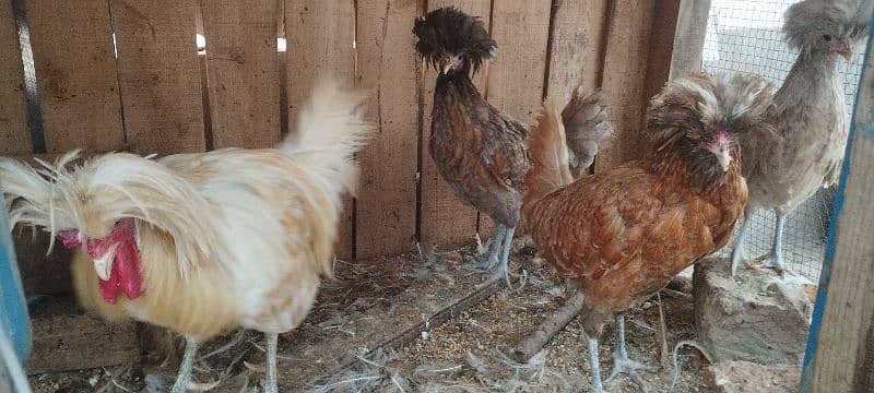 Polish Hens availqble 1