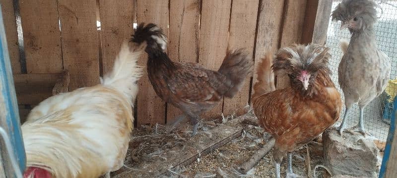 Polish Hens availqble 2