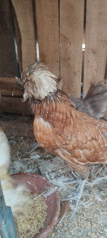 Polish Hens availqble 3