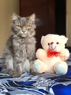 Female persian grey available for mating for free