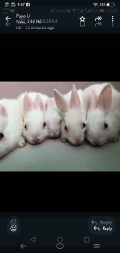 White and red eyes rabbits for sale 0