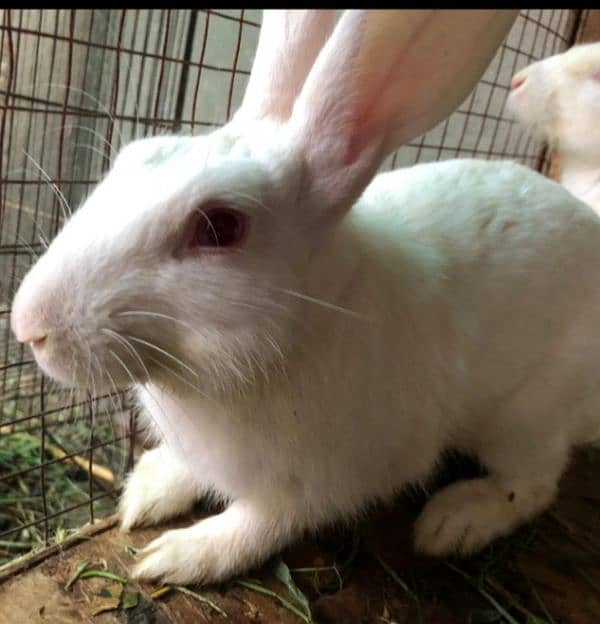 White and red eyes rabbits for sale 1