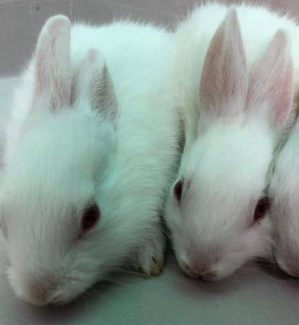 White and red eyes rabbits for sale 2