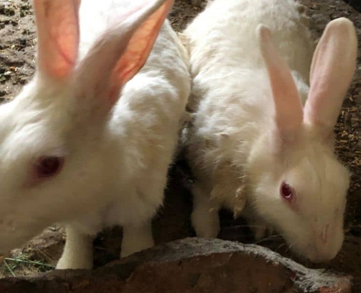 White and red eyes rabbits for sale 3