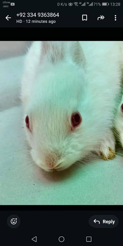 White and red eyes rabbits for sale 5