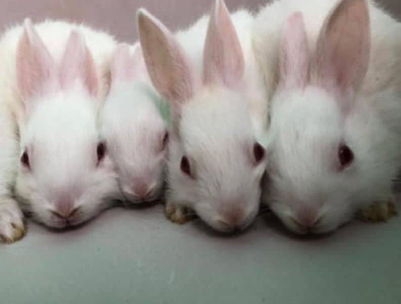 White and red eyes rabbits for sale 6