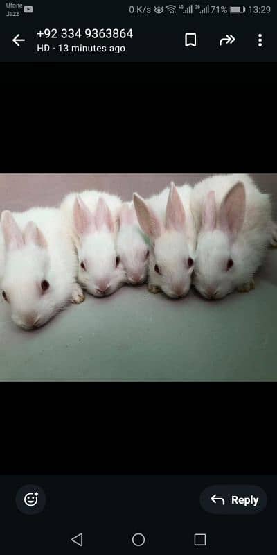 White and red eyes rabbits for sale 7