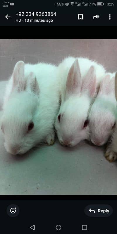 White and red eyes rabbits for sale 8