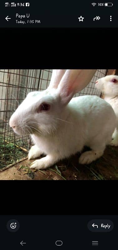 White and red eyes rabbits for sale 10