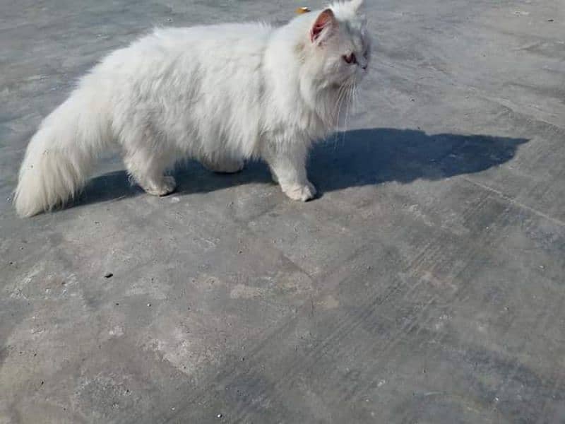 Persian cat 2