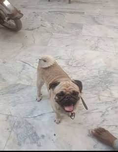 pug male available for sale argand sale discount ho jaega