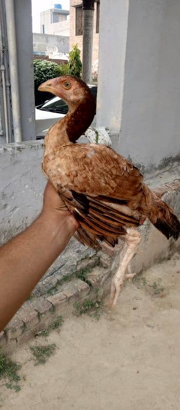 pure aseel hens for sale 1