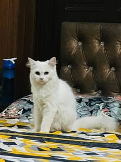 persian cat for sale