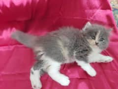 "Adopt a Furry Friend: Cute Cats Available - Call 03207679060!" 0