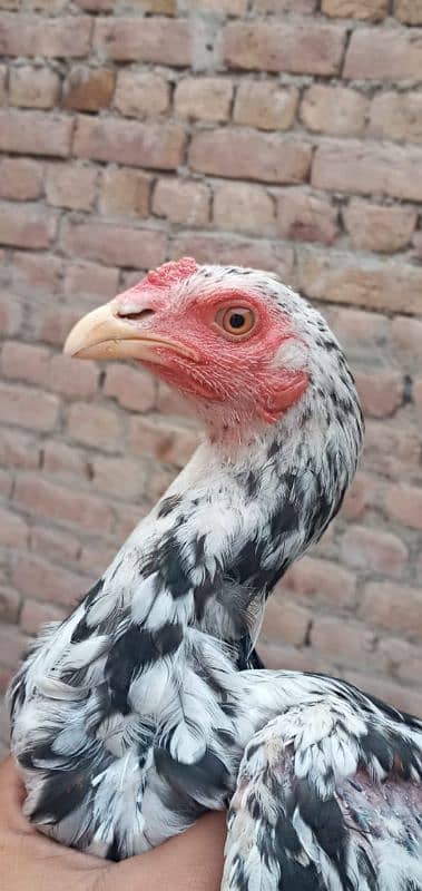 5 high quality aseel chicks for sale 3