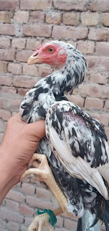 5 high quality aseel chicks for sale 6