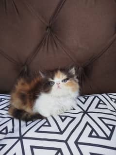 Calico