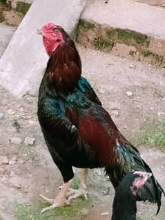 Aseel Thai Breeder Pair for Sale