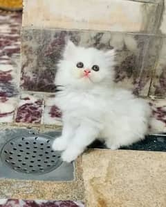 Persian cat for sale 2 month age WhatsApp number 03417057463