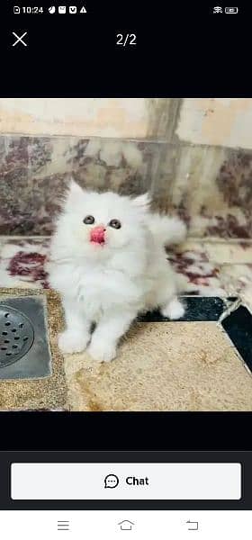 Persian cat for sale 2 month age WhatsApp number 03417057463 1