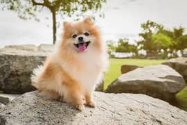 Pomeranian male for sale