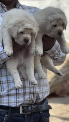 British Labrador puppies