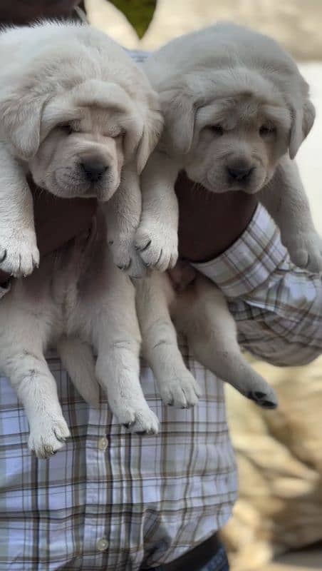 British Labrador puppies 1