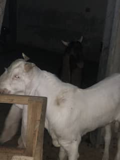 pure gulabi bakra 0