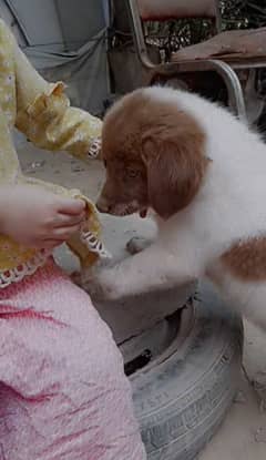 poodle type Cute puppy (03224535024)