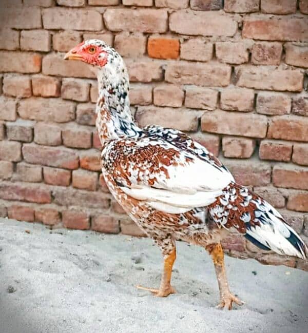 5 high quality Aseel pathay or 1 hen for sale . 1