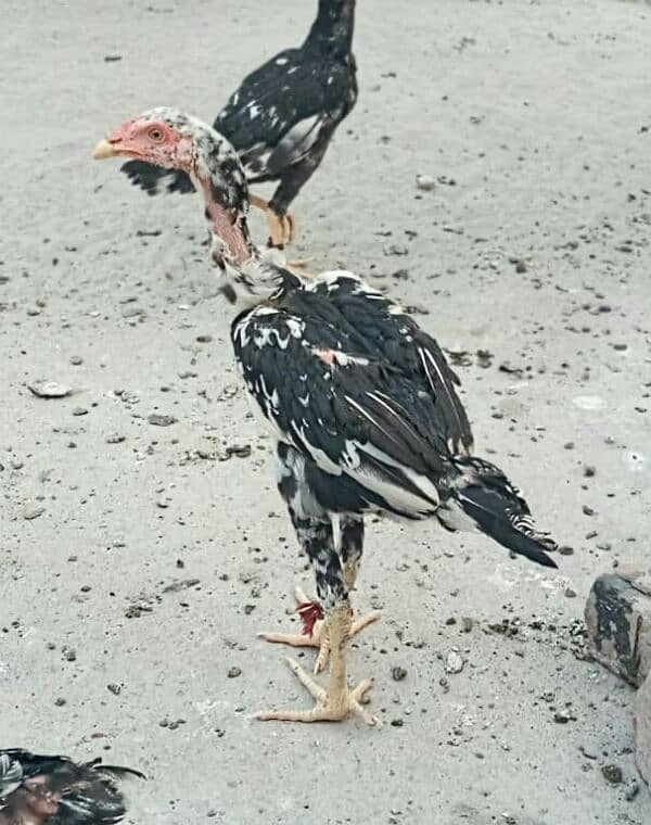 5 high quality Aseel pathay or 1 hen for sale . 2