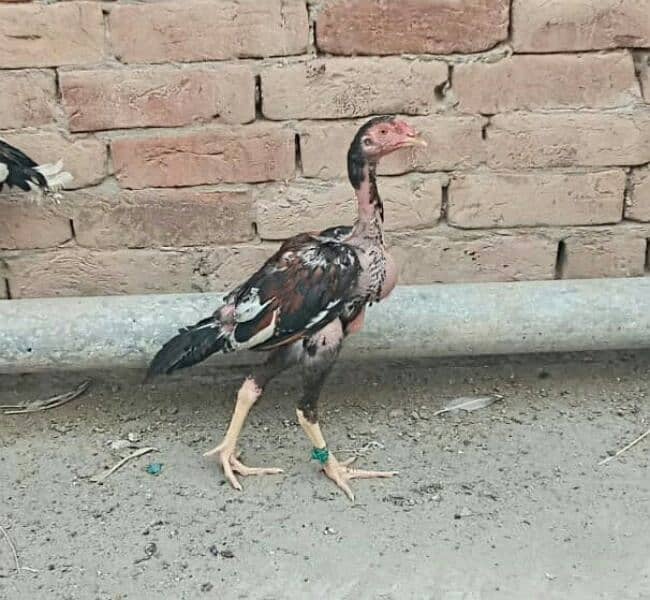 5 high quality Aseel pathay or 1 hen for sale . 3