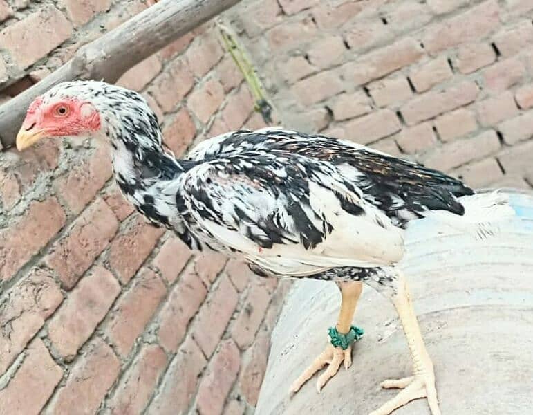 5 high quality Aseel pathay or 1 hen for sale . 4