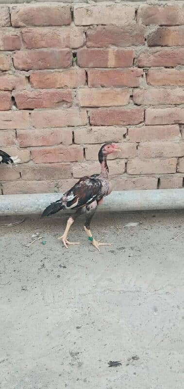 5 high quality Aseel pathay or 1 hen for sale . 7