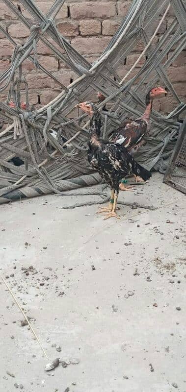 5 high quality Aseel pathay or 1 hen for sale . 9