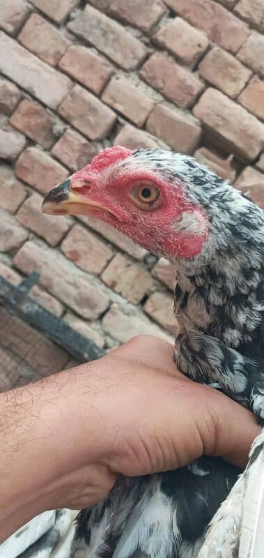 5 high quality Aseel pathay or 1 hen for sale . 10