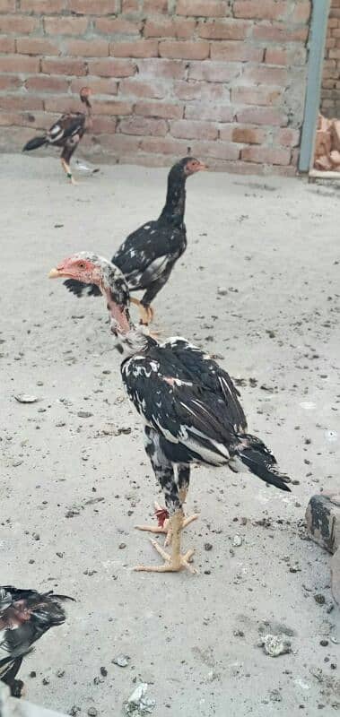 5 high quality Aseel pathay or 1 hen for sale . 12