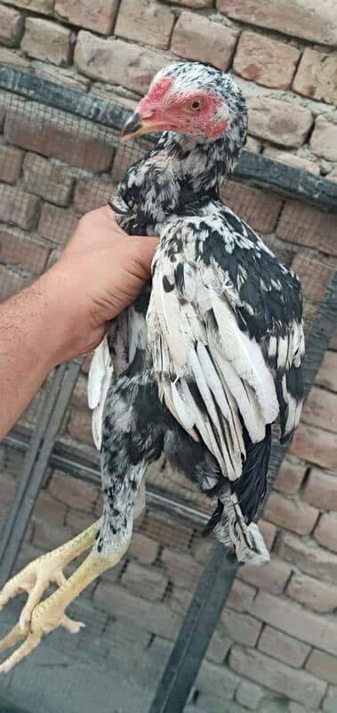 5 high quality Aseel pathay or 1 hen for sale . 13