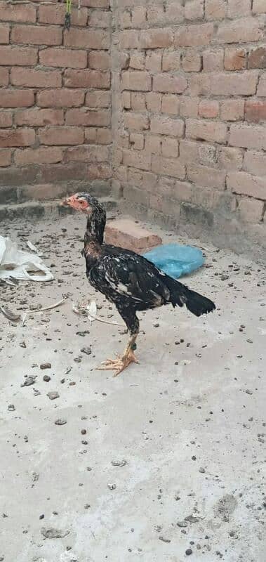 5 high quality Aseel pathay or 1 hen for sale . 14