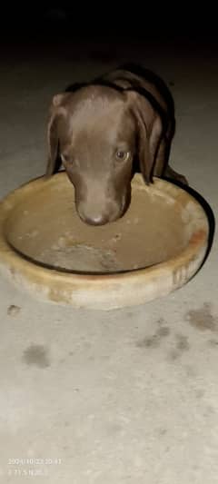 Chocolate Labrador pointer puppy