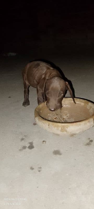 Chocolate Labrador pointer puppy 2