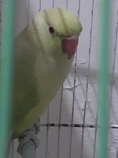 Green Ringneck parrot 0323-2854641