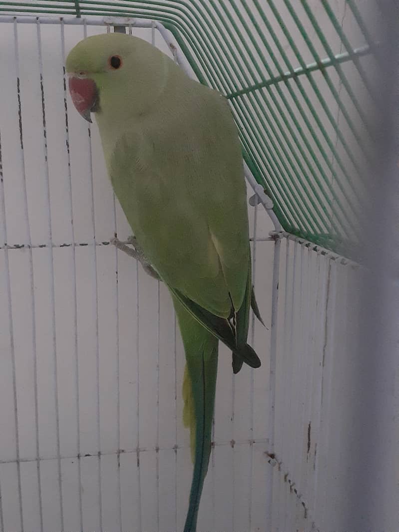 Green Ringneck parrot 0323-2854641 1