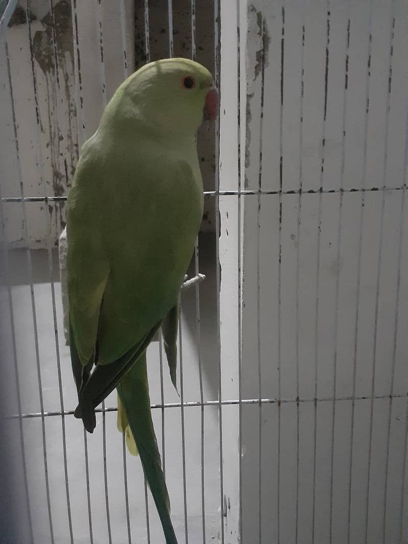 Green Ringneck parrot 0323-2854641 2