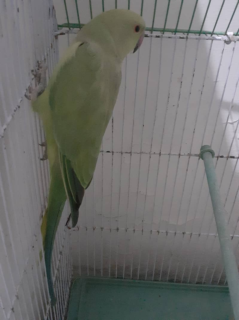 Green Ringneck parrot 0323-2854641 3