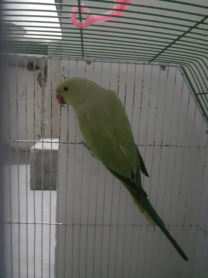 Green Ringneck parrot 0323-2854641 4