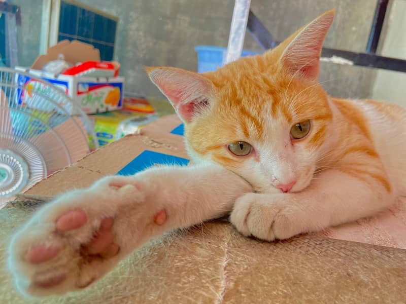 Orange Tabby Cat and Khao Manee Cat With 3 Kittens 1