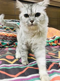 Triple Coated Fur, Persian Cat for Sale